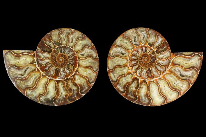 Agatized Ammonite Fossil - Madagascar #135261